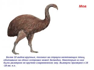 Моа  Более 10 видов крупных, похожих на страуса нелетающих птиц, обитавших на об