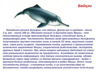Байцзи  Китайский речной дельфин, или байцзи. Длина его в среднем - около 2 м, в