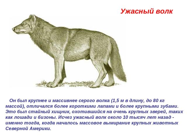 Ужасный волк  Он был крупнее и массивнее серого волка (1,5 м в длину, до 80 кг массой), отличался более короткими лапами и более крупными зубами. Это был стайный хищник, охотившийся на очень крупных зверей, таких как лошади и бизоны. Исчез ужасный в…