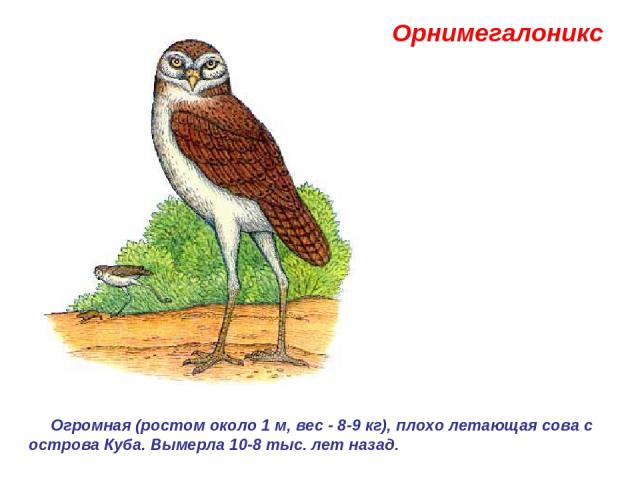 Орнимегалоникс  Огромная (ростом около 1 м, вес - 8-9 кг), плохо летающая сова с острова Куба. Вымерла 10-8 тыс. лет назад.