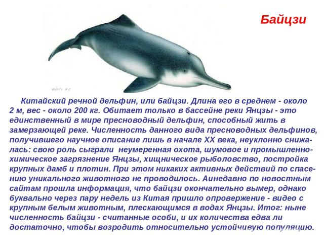 Байцзи  Китайский речной дельфин, или байцзи. Длина его в среднем - около 2 м, вес - около 200 кг. Обитает только в бассейне реки Янцзы - это единственный в мире пресноводный дельфин, способный жить в замерзающей реке. Численность данного вида пресн…