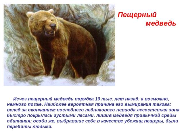Пещерный медведь  Исчез пещерный медведь порядка 10 тыс. лет назад, а возможно, немного позже. Наиболее вероятная причина его вымирания такова: вслед за окончанием последнего ледникового периода лесостепная зона быстро покрылась густыми лесами, лиши…