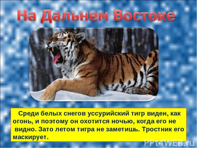 Среди белых снегов уссурийский тигр виден, как огонь, и поэтому он охотится ночью, когда его не видно. Зато летом тигра не заметишь. Тростник его маскирует.