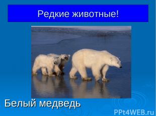 Белый медведь Редкие животные!