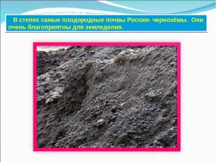 В степях самые плодородные почвы России- чернозёмы. Они очень благоприятны для з