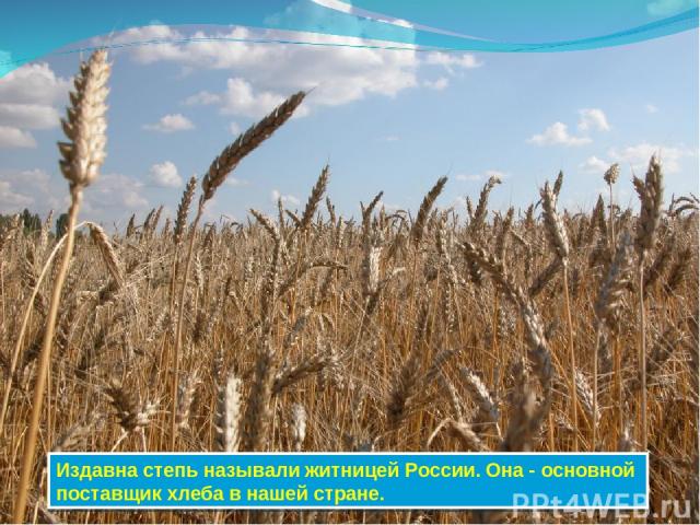 Издавна степь называли житницей России. Она - основной поставщик хлеба в нашей стране.