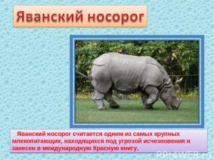 Яванский носорог считается одним из самых крупных млекопитающих, находящихся под