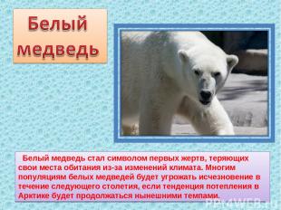 Белый медведь стал символом первых жертв, теряющих свои места обитания из-за изм