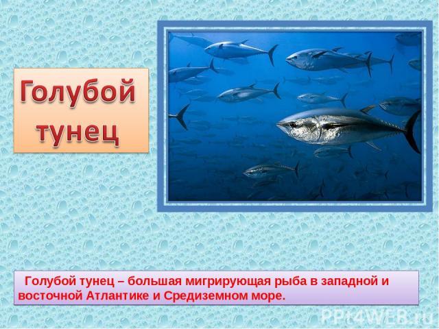 Голубой тунец – большая мигрирующая рыба в западной и восточной Атлантике и Средиземном море.