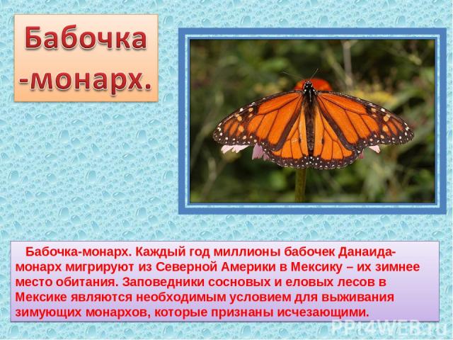 Бабочка-монарх. Каждый год миллионы бабочек Данаида-монарх мигрируют из Северной Америки в Мексику – их зимнее место обитания. Заповедники сосновых и еловых лесов в Мексике являются необходимым условием для выживания зимующих монархов, которые призн…