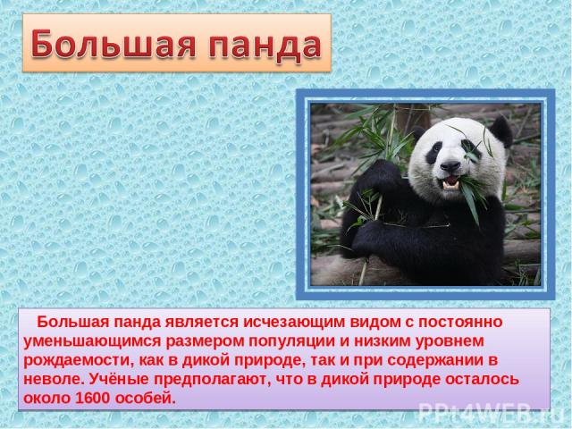 Большая панда является исчезающим видом с постоянно уменьшающимся размером популяции и низким уровнем рождаемости, как в дикой природе, так и при содержании в неволе. Учёные предполагают, что в дикой природе осталось около 1600 особей.