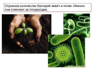 Огромное количество бактерий живёт в почве. Именно они отвечают за плодородие.