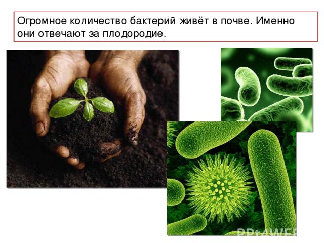Огромное количество бактерий живёт в почве. Именно они отвечают за плодородие.