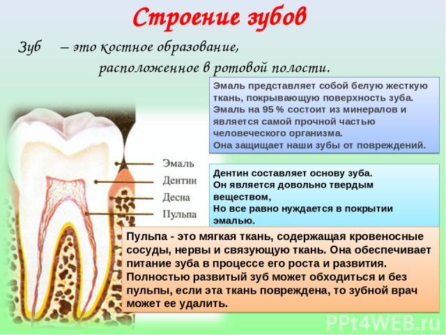 Зуб – это костное образование, расположенное в ротовой полости. Эмаль представляет собой белую жесткую ткань, покрывающую поверхность зуба. Эмаль на 95 % состоит из минералов и является самой прочной частью человеческого организма. Она защищает наши…