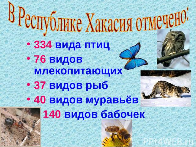 334 вида птиц 76 видов млекопитающих 37 видов рыб 40 видов муравьёв 140 видов бабочек
