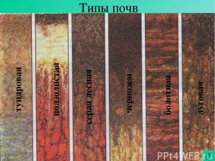 Типы почв тундровая подзолистая чернозем болотная луговая серая лесная