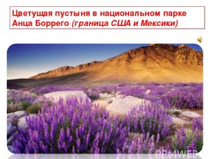 Цветущая пустыня в национальном парке Анца Боррего (граница США и Мексики)