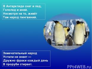 В Антарктиде снег и лед, Гололед и иней. Несмотря на то, живёт Там народ пингвин