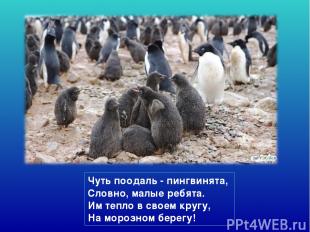 Чуть поодаль - пингвинята,  Словно, малые ребята. Им тепло в своем кругу,  На мо