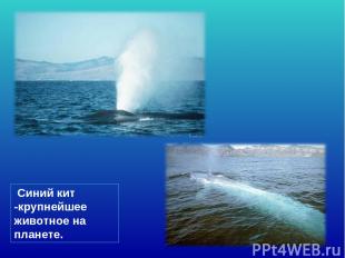 Синий кит -крупнейшее животное на планете.
