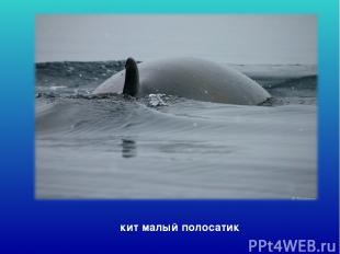 кит малый полосатик