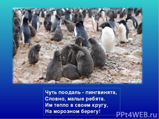 Чуть поодаль - пингвинята,  Словно, малые ребята. Им тепло в своем кругу,  На морозном берегу!