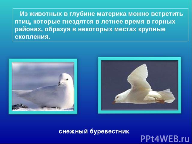 Из животных в глубине материка можно встретить птиц, которые гнездятся в летнее время в горных районах, образуя в некоторых местах крупные скопления. снежный буревестник