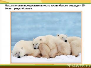 Максимальная продолжительность жизни белого медведя - 25-30 лет, редко больше.