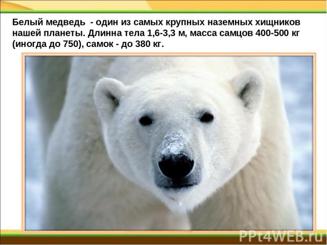 Белый медведь  - один из самых крупных наземных хищников нашей планеты. Длинна тела 1,6-3,3 м, масса самцов 400-500 кг (иногда до 750), самок - до 380 кг.