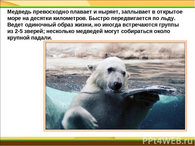 Медведь превосходно плавает и ныряет, заплывает в открытое море на десятки километров. Быстро передвигается по льду. Ведет одиночный образ жизни, но иногда встречаются группы из 2-5 зверей; несколько медведей могут собираться около крупной падали.