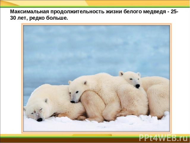 Максимальная продолжительность жизни белого медведя - 25-30 лет, редко больше.