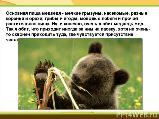 Основная пища медведя - мелкие грызуны, насекомые, разные коренья и орехи, грибы и ягоды, молодые побеги и прочая растительная пища. Ну, и конечно, очень любит медведь мед. Так любит, что приходит иногда за ним на пасеку, хотя не очень-то склонен пр…
