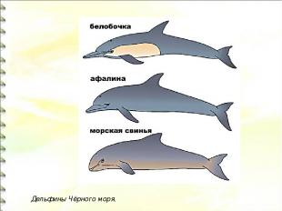 Дельфины Чёрного моря.