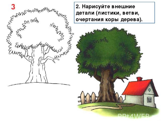 2. Нарисуйте внешние детали (листики, ветви, очертания коры дерева).