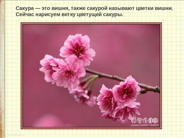 Сакура — это вишня, также сакурой называют цветки вишни. Сейчас нарисуем ветку цветущей сакуры.