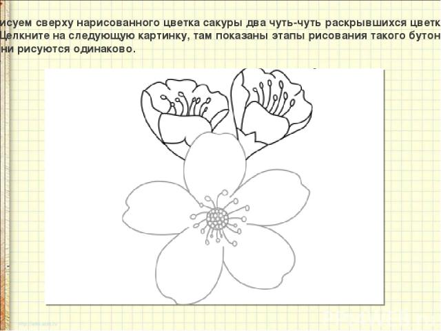 Рисуем сверху нарисованного цветка сакуры два чуть-чуть раскрывшихся цветка. Щелкните на следующую картинку, там показаны этапы рисования такого бутона. Они рисуются одинаково.