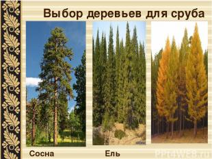 Выбор деревьев для сруба Сосна Ель Лиственница