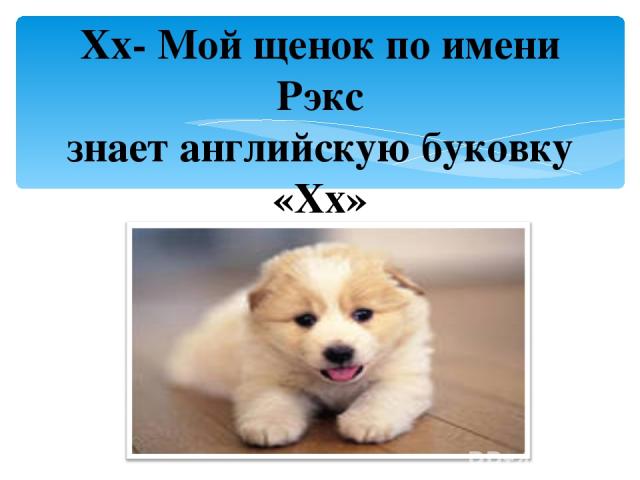 Xx- Мой щенок по имени Рэкс знает английскую буковку «Xx»