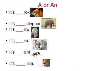 A or An It’s ___ fox. It’s ____ elephant. It’s ___ owl. It’s ___ wolf. It’s ___