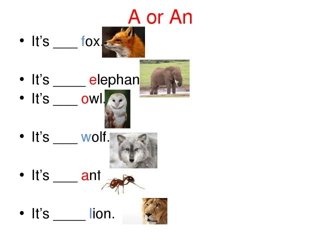 A or An It’s ___ fox. It’s ____ elephant. It’s ___ owl. It’s ___ wolf. It’s ___ ant. It’s ____ lion.