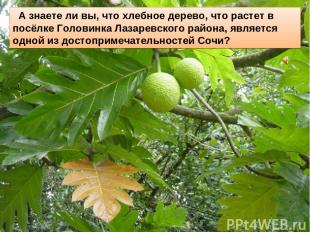 А знаете ли вы, что хлебное дерево, что растет в посёлке Головинка Лазаревского