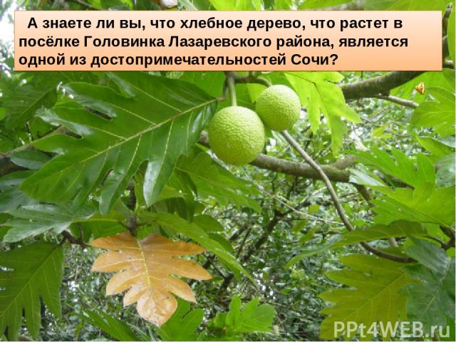 А знаете ли вы, что хлебное дерево, что растет в посёлке Головинка Лазаревского района, является одной из достопримечательностей Сочи?