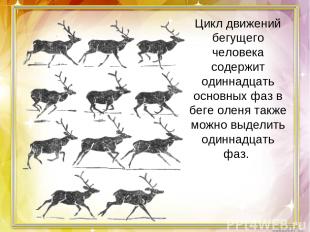 Цикл движений бегущего человека содержит одиннадцать основных фаз в беге оленя т