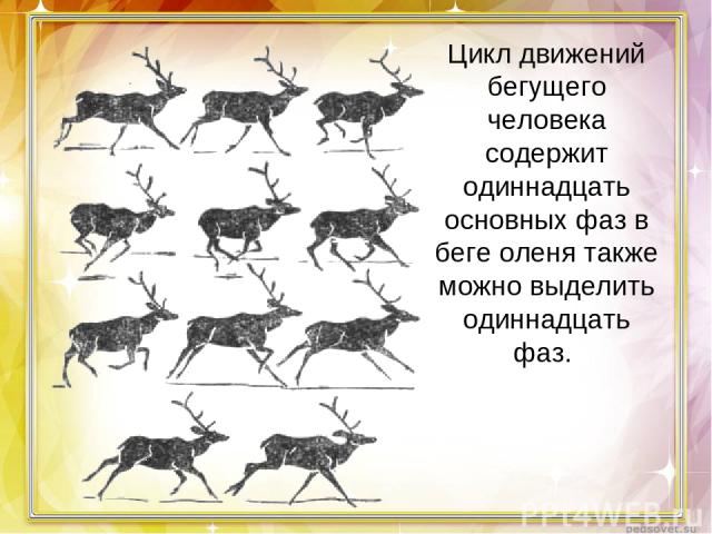 Цикл движений бегущего человека содержит одиннадцать основных фаз в беге оленя также можно выделить одиннадцать фаз.