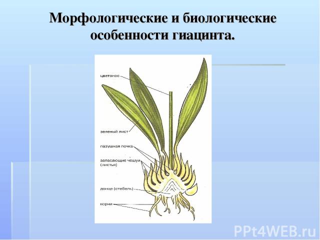 Морфологические и биологические особенности гиацинта.