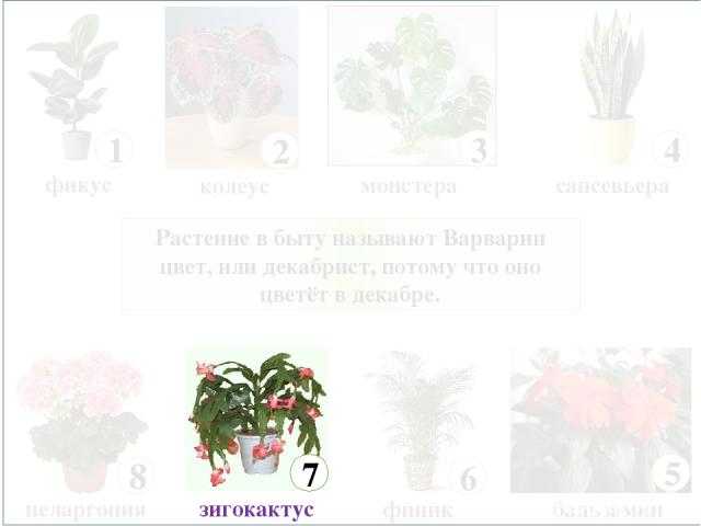 Растение в быту называют Варварин цвет, или декабрист, потому что оно цветёт в декабре. 8 пеларгония