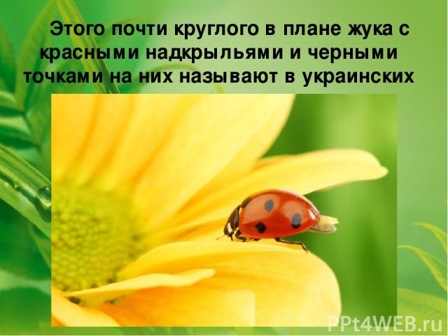 Этого почти круглого в плане жука с красными надкрыльями и черными точками на них называют в украинских селах ласково - солнышком. 
