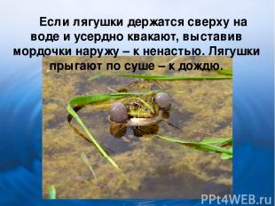 Если лягушки держатся сверху на воде и усердно квакают, выставив мордочки наружу