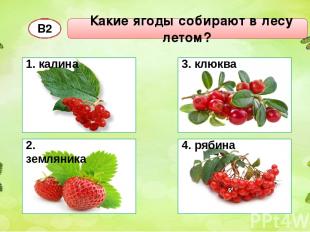 Какие ягоды собирают в лесу летом? В2 1. калина 2. земляника 3. клюква 4. рябина