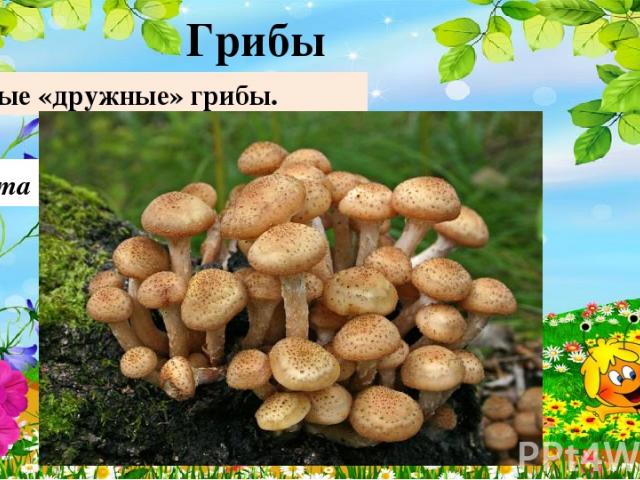 Опята Самые «дружные» грибы. Грибы 10